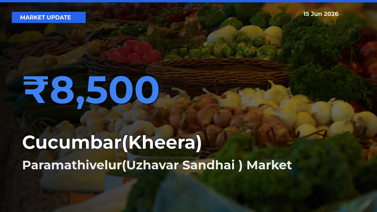 Top Performer! Paramathivelur(Uzhavar Sandhai ) Offers Best Cucumbar(Kheera) Price Today