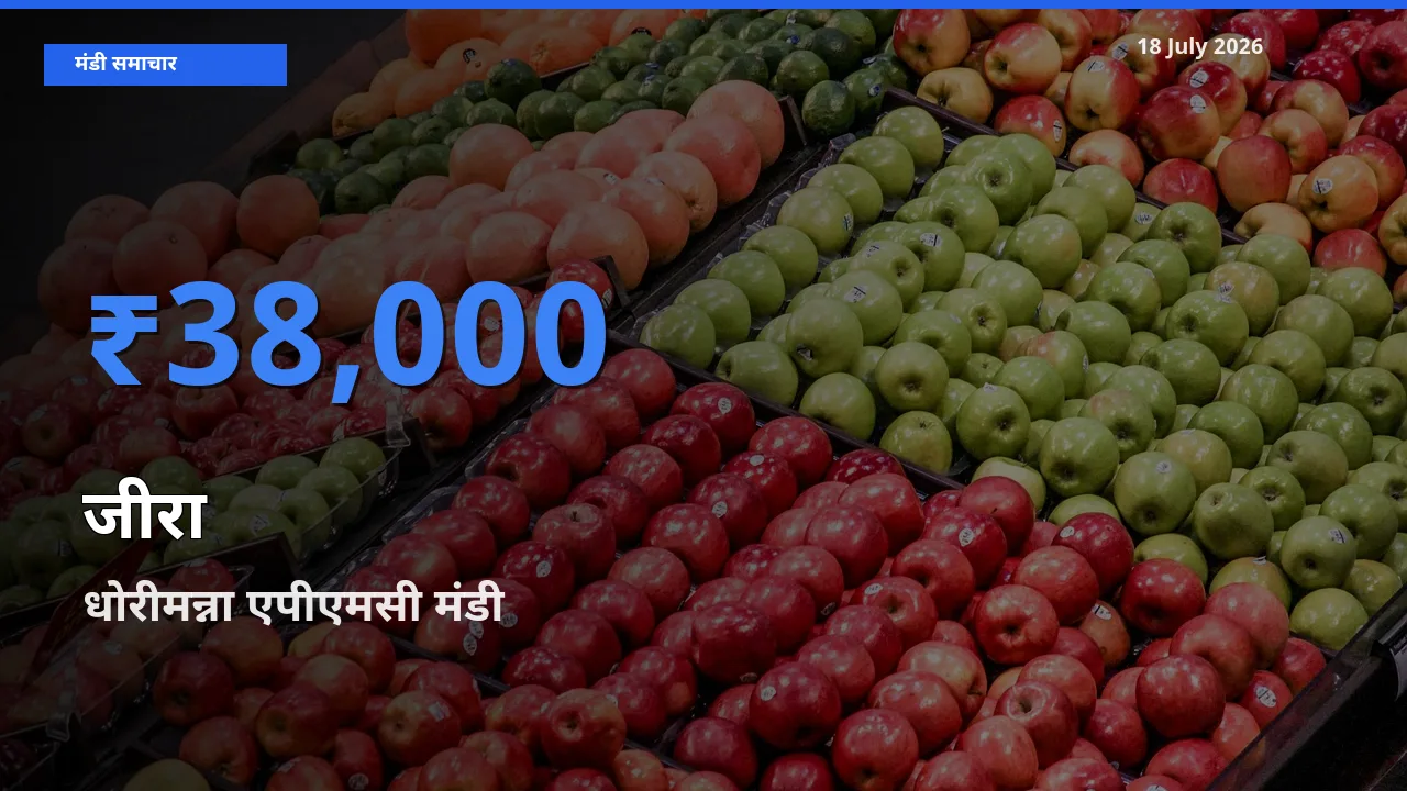 धोरीमन्ना एपीएमसी में जीरा का आज सबसे ऊँचा भाव