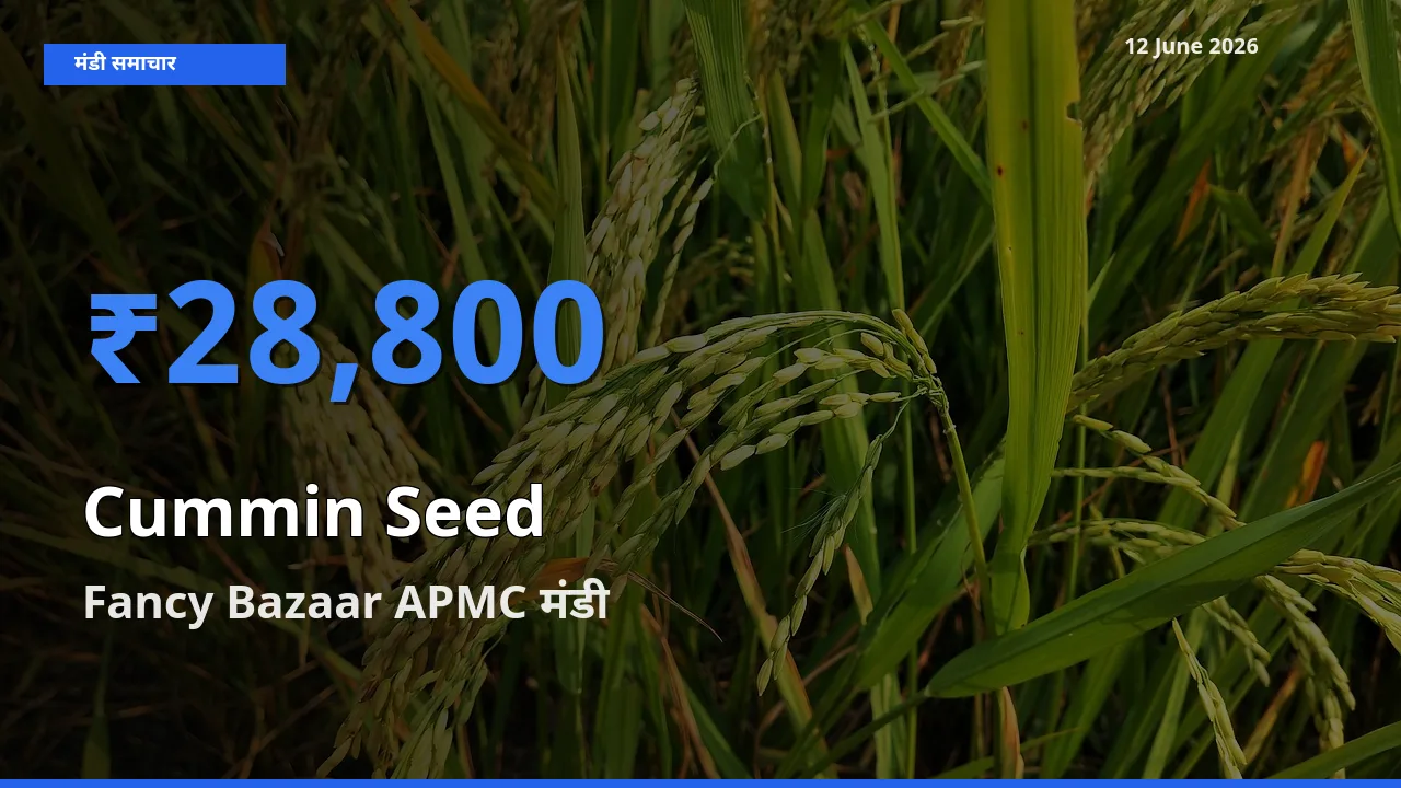 टॉप मंडी बना Fancy Bazaar APMC! जीरा के सबसे ऊँचे दाम यहीं दर्ज