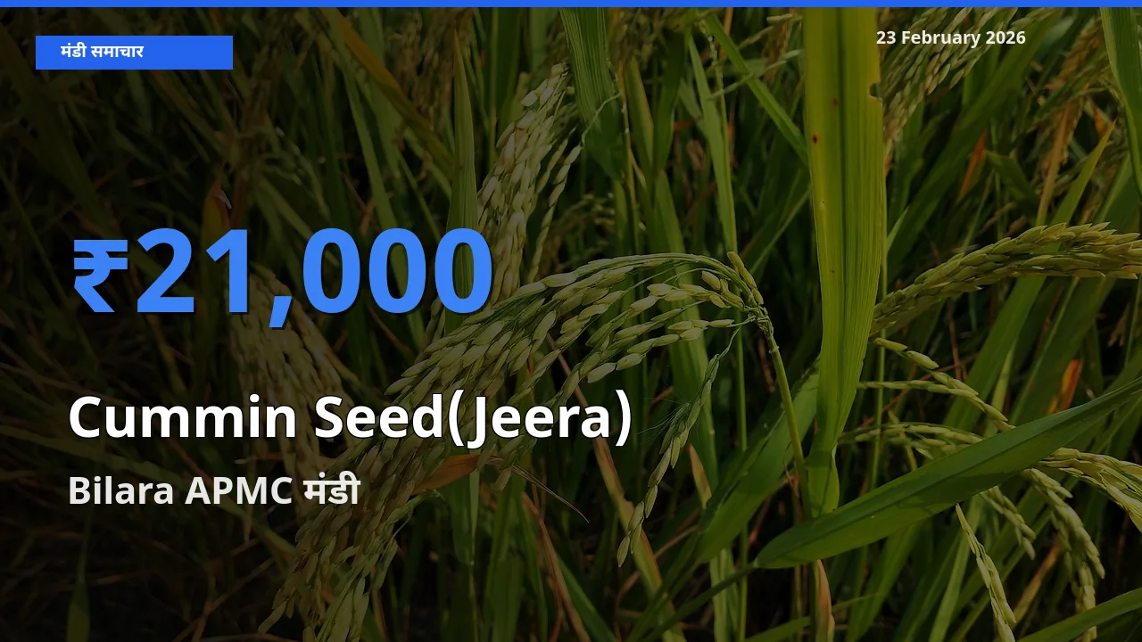 Bilara APMC में Cummin Seed(Jeera) का आज सबसे ऊँचा भाव