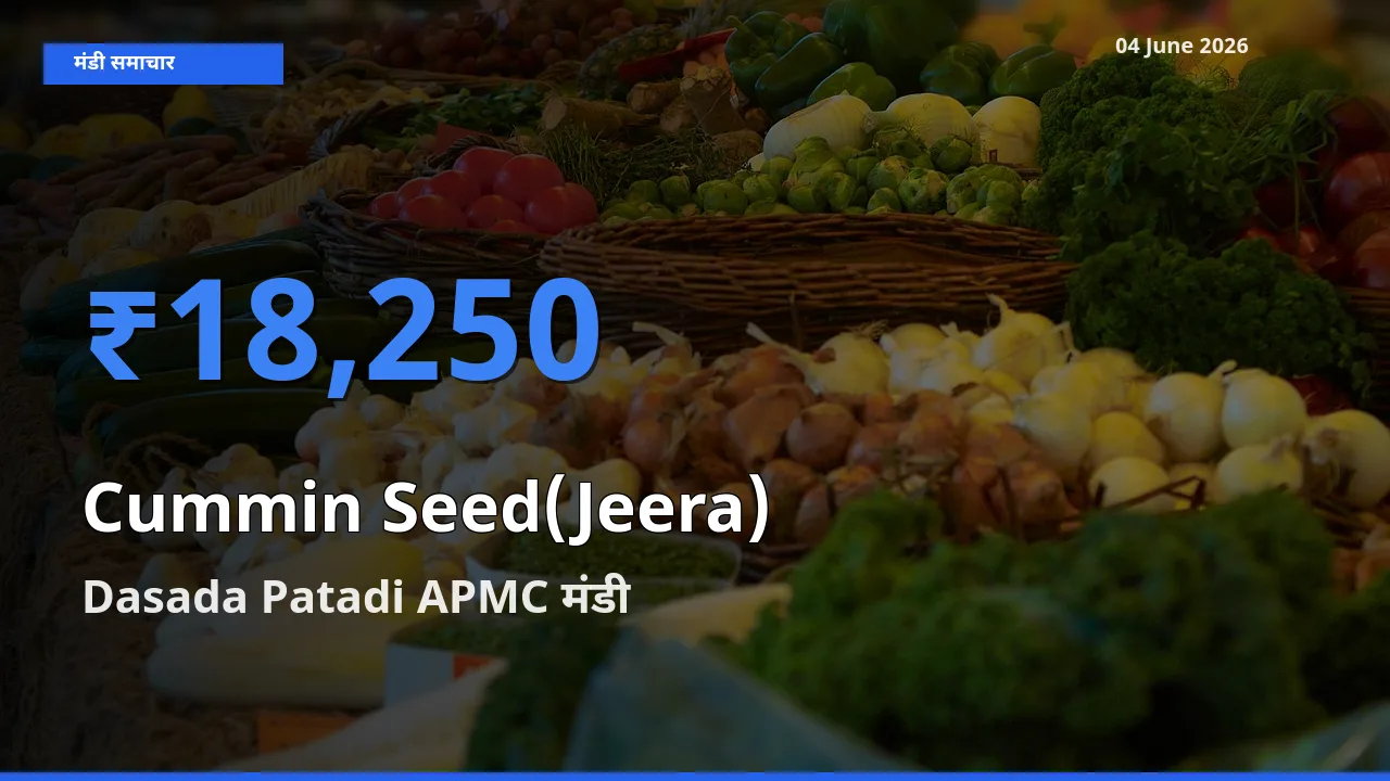 आज का मंडी भाव: जीरा के सबसे ज़्यादा दाम Dasada Patadi APMC में