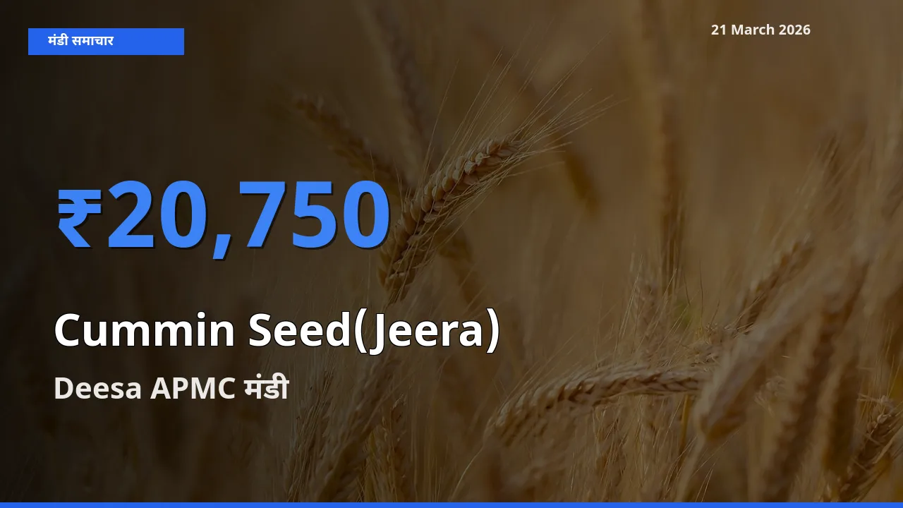 Deesa APMC मंडी में जीरा ₹20,750 पर पहुँचा – आज का सर्वोच्च भाव