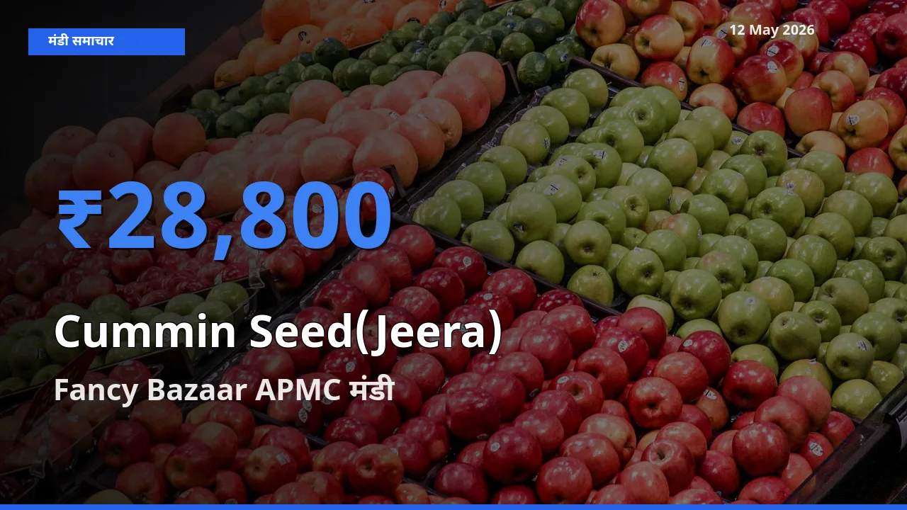 Fancy Bazaar APMC मंडी में जीरा ₹28,800 पर पहुँचा – आज का सर्वोच्च भाव