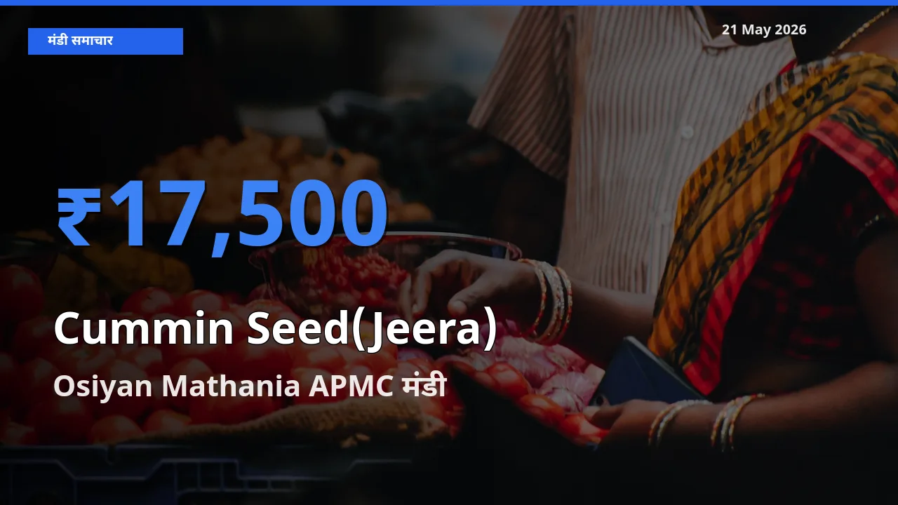 Osiyan Mathania APMC मंडी में आज जीरा के सबसे ऊँचे दाम दर्ज