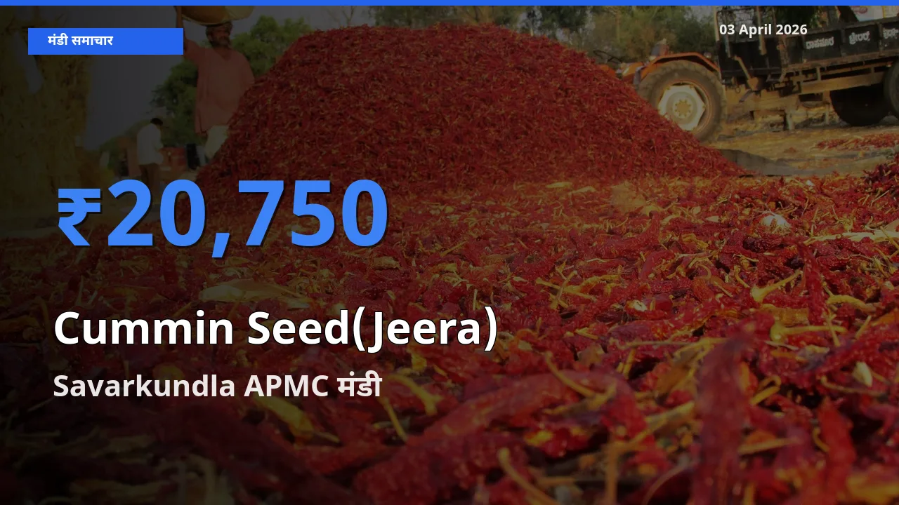 Savarkundla APMC मंडी में आज जीरा के सबसे ऊँचे दाम दर्ज