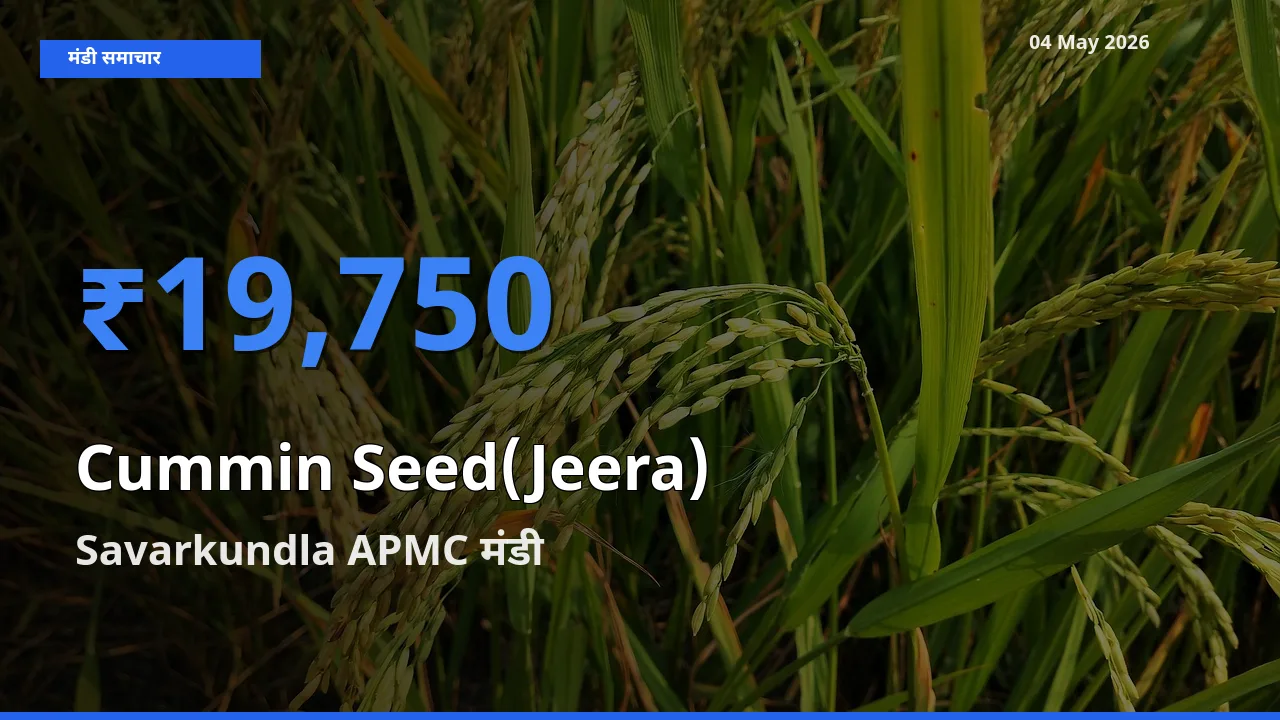 आज जीरा के सबसे ऊँचे दाम ₹19,750 Savarkundla APMC मंडी में