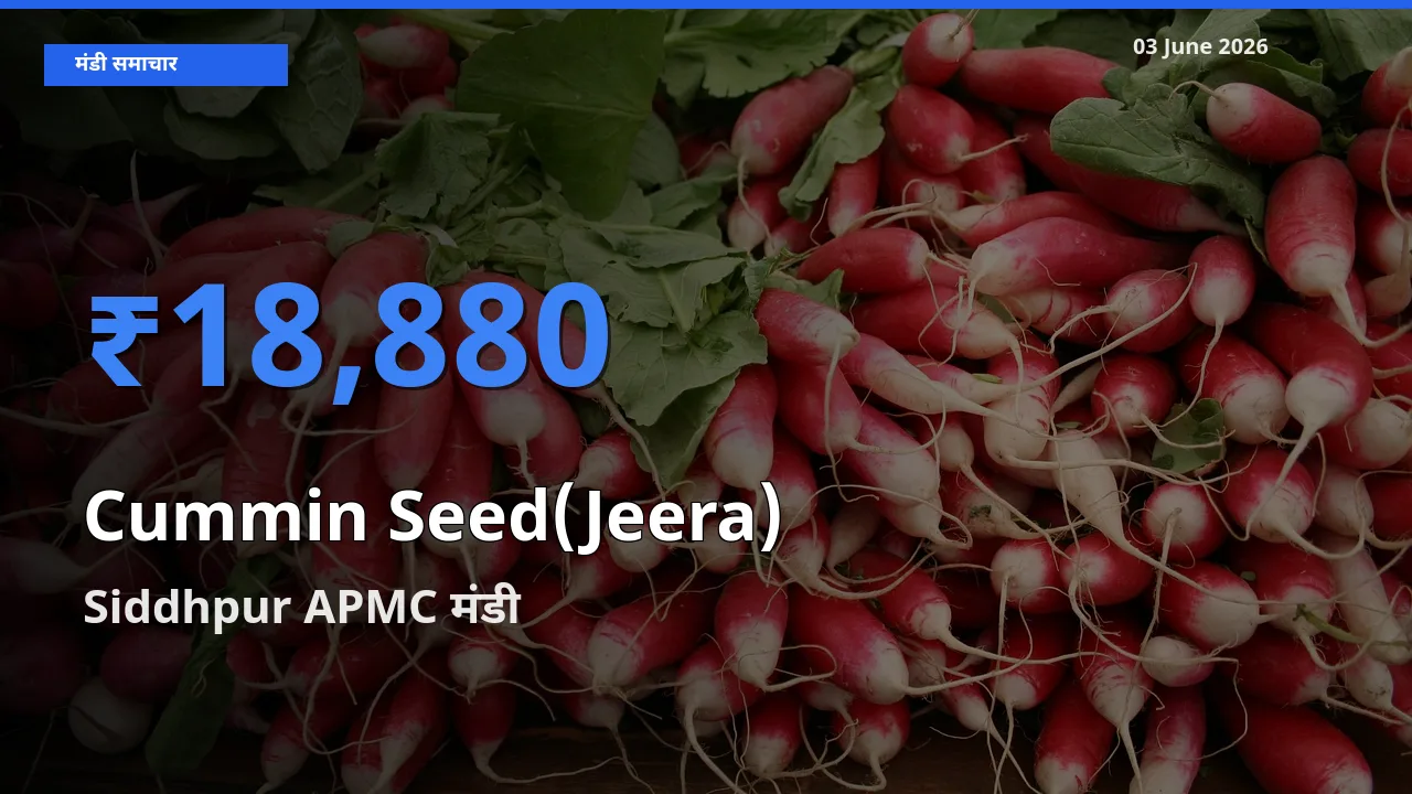 टॉप मंडी बना Siddhpur APMC! जीरा के सबसे ऊँचे दाम यहीं दर्ज
