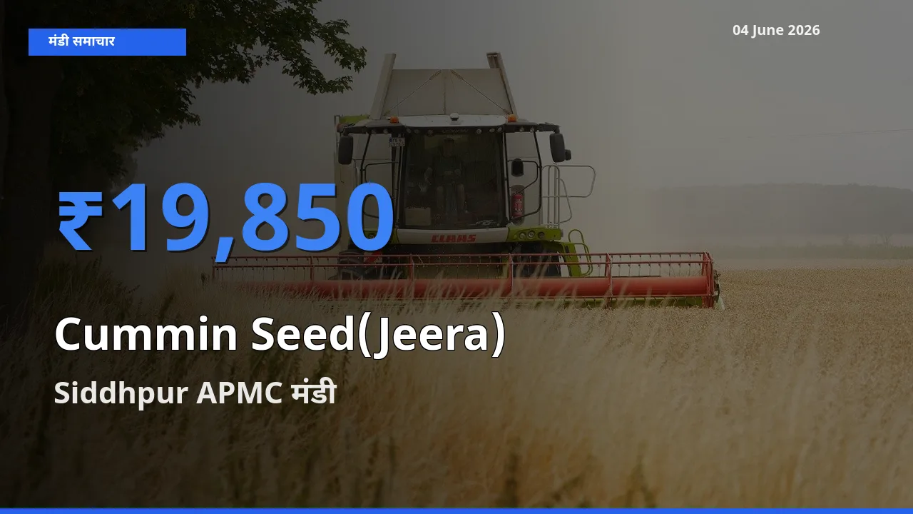 Siddhpur APMC मंडी में आज जीरा के सबसे ऊँचे दाम दर्ज