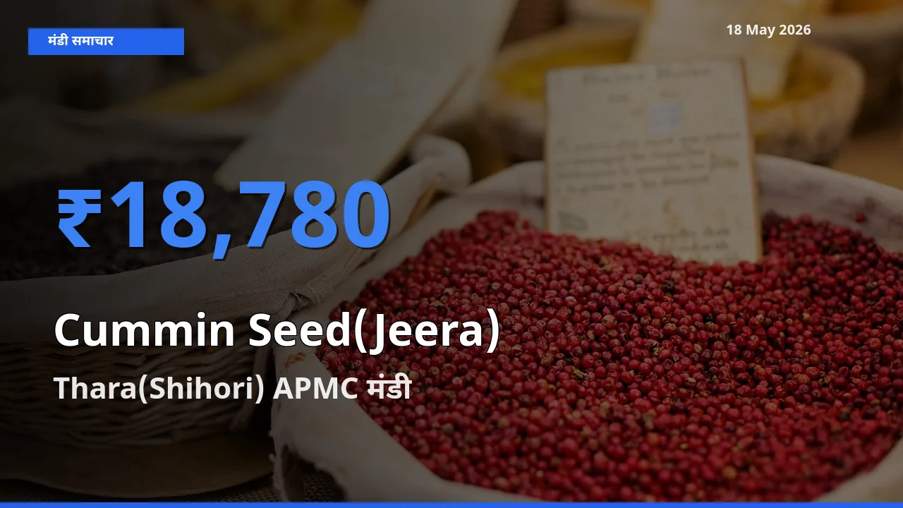 18 May अपडेट: जीरा के सबसे ऊँचे दाम Thara(Shihori) APMC मंडी में