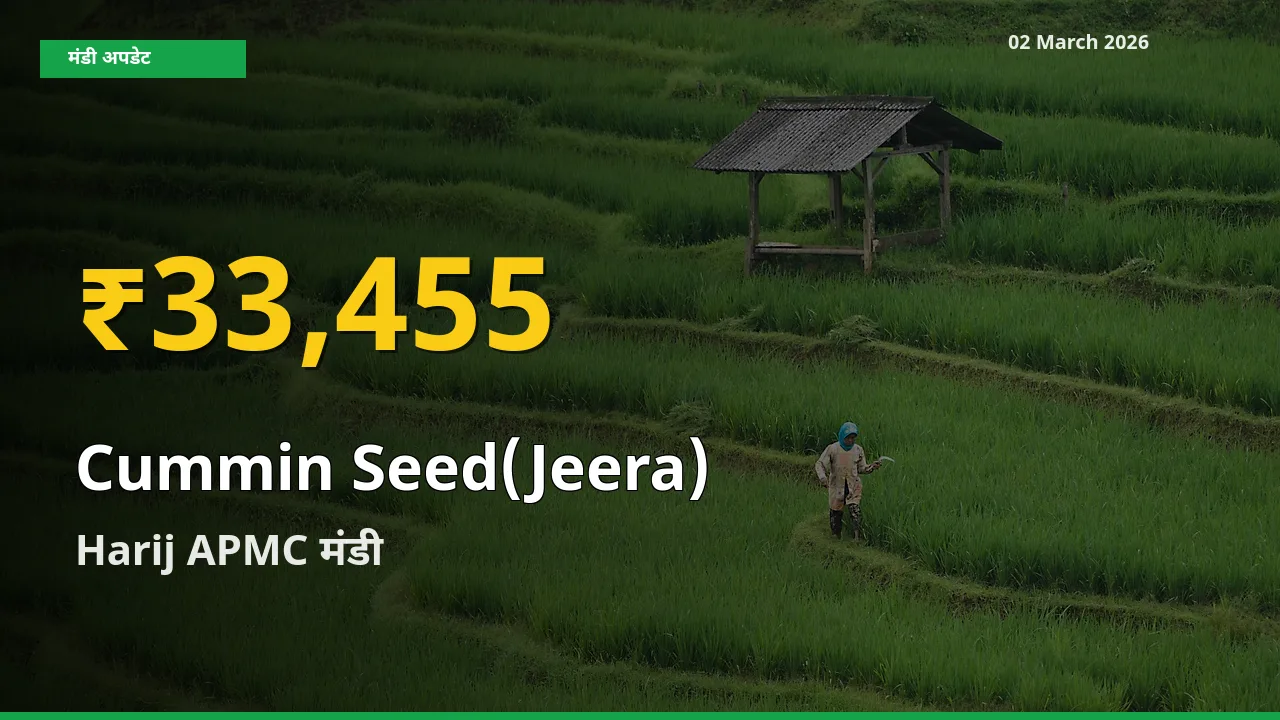 02 March अपडेट: Harij APMC में जीरा के दाम रिकॉर्ड स्तर पर