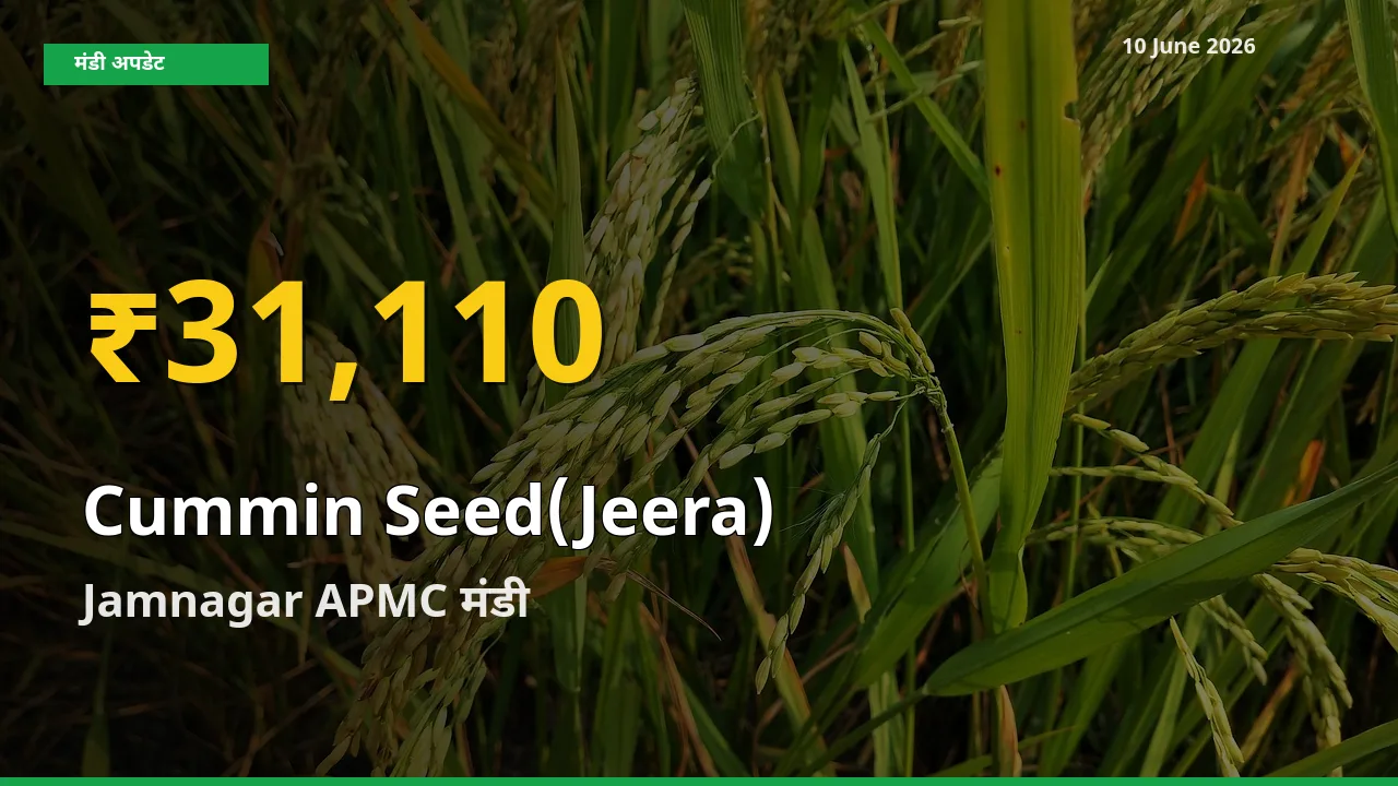 किसानों के लिए खुशखबरी! Jamnagar APMC में जीरा के दाम रिकॉर्ड स्तर पर