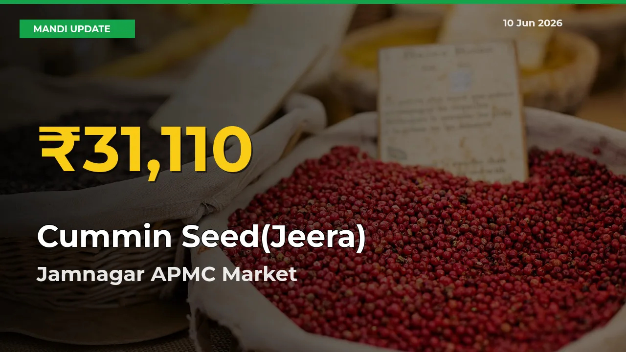 Why Cummin Seed(Jeera) Prices Are Climbing in Jamnagar APMC – Today’s New High Explained