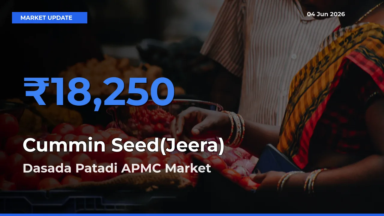 Dasada Patadi APMC Leads as Top Mandi for Cummin Seed(Jeera) Prices