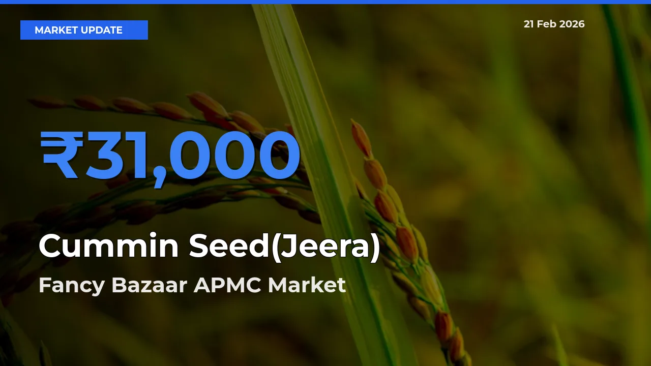 Market Watch: Fancy Bazaar APMC Becomes Top Mandi for Cummin Seed(Jeera)