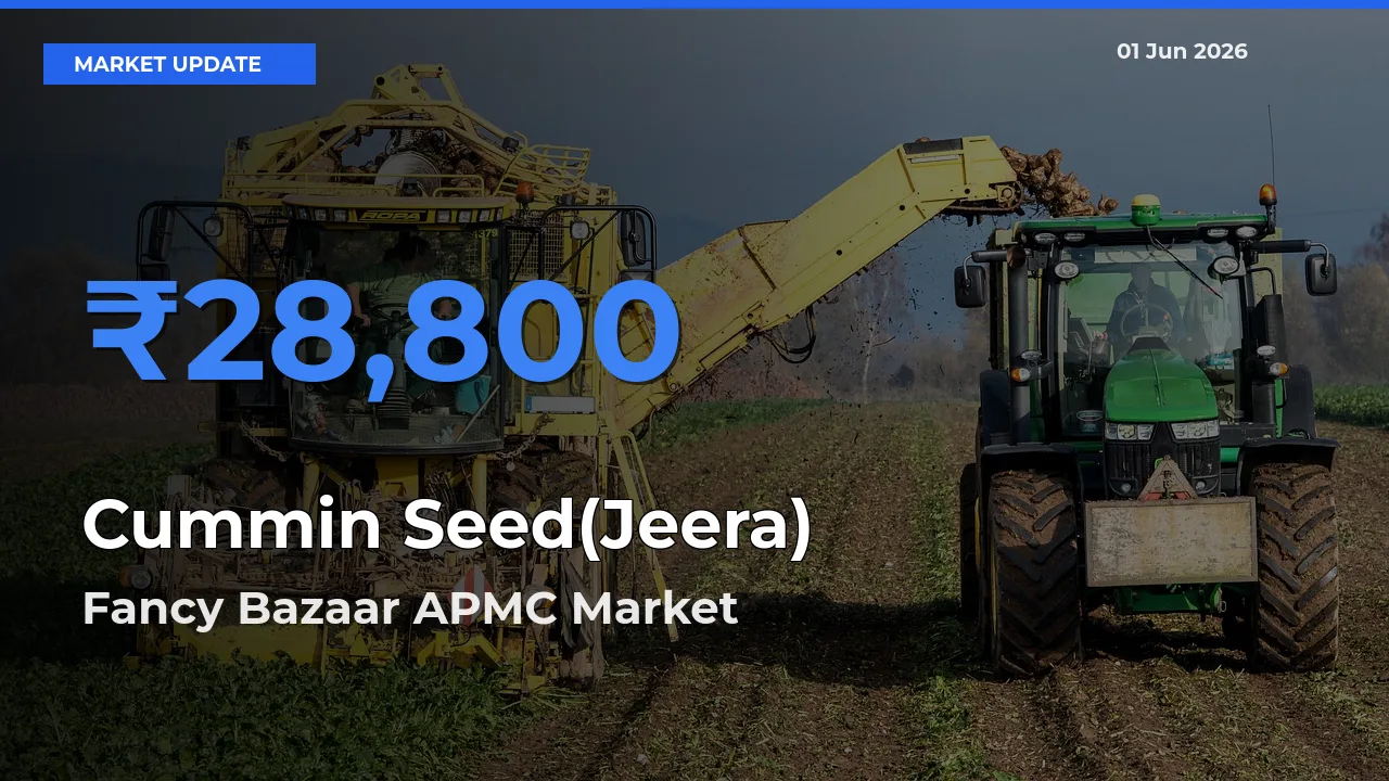 Fancy Bazaar APMC Emerges as Top Mandi for Cummin Seed(Jeera) Prices Today