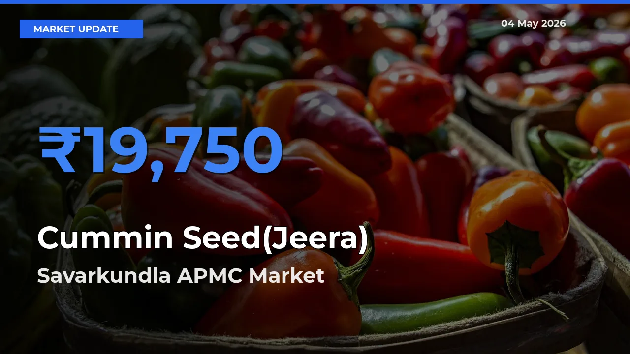 Cummin Seed(Jeera) Mandi Rate Today: Savarkundla APMC Tops the List