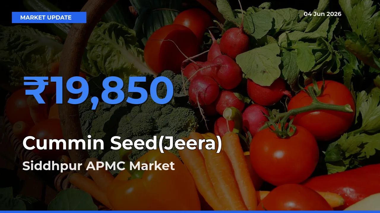 Siddhpur APMC Offers ₹19,850 – Highest Cummin Seed(Jeera) Rate Today