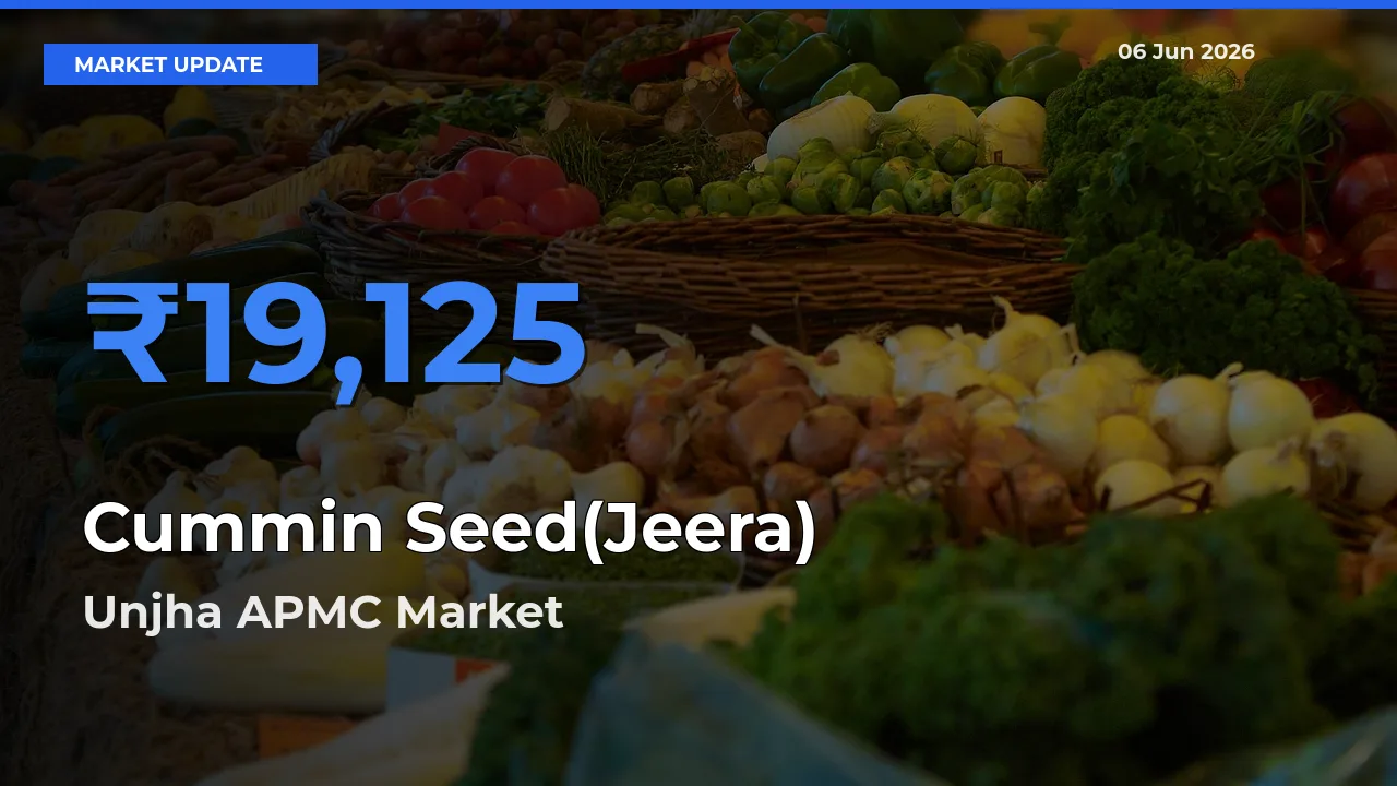 Unjha APMC Records Highest ₹19,125 Rate for Cummin Seed(Jeera)