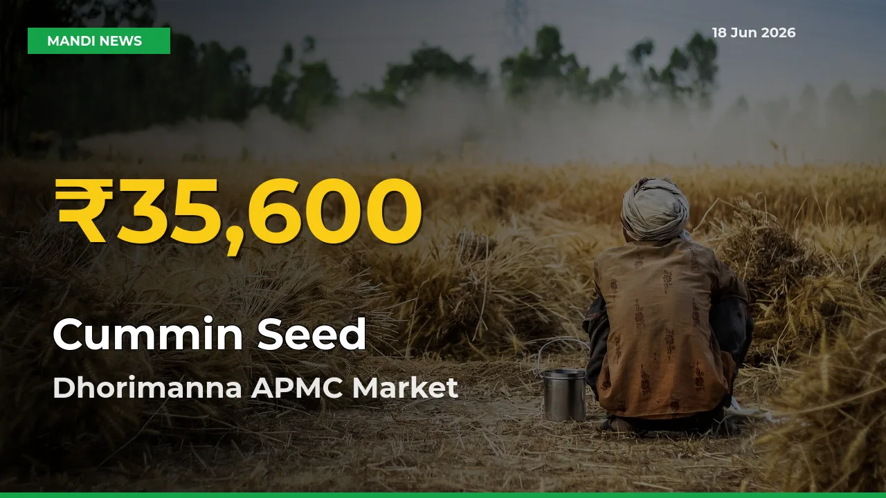 Cummin Seed Price Rally Continues – Dhorimanna APMC Hits Fresh High Today