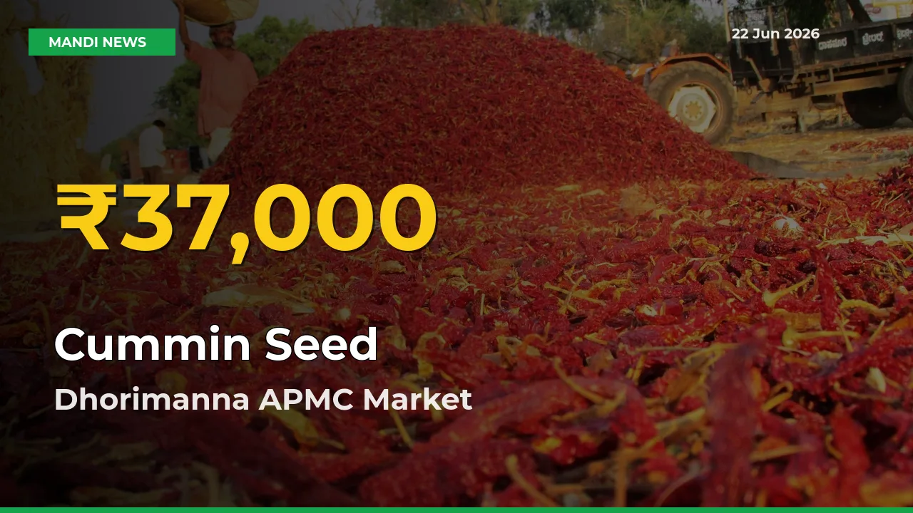 Cummin Seed Hits Fresh High in Dhorimanna APMC Today
