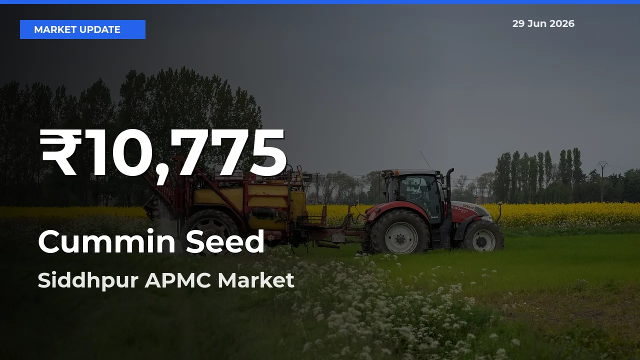 Big Drop! Cummin Seed Slides to 30-Day Low at Siddhpur APMC