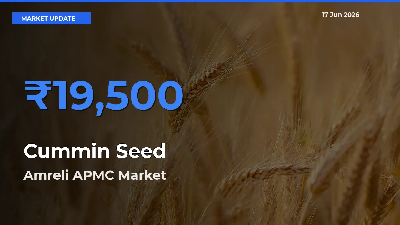 Farmers Prefer Amreli APMC as Cummin Seed Hits Highest Rate