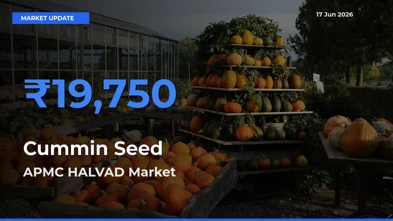 APMC HALVAD Tops Cummin Seed Rates – June 17 Market Update
