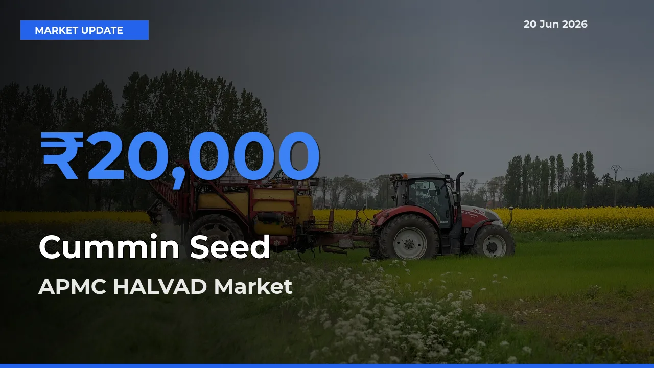 APMC HALVAD Offers ₹20,000 – Highest Cummin Seed Rate Today