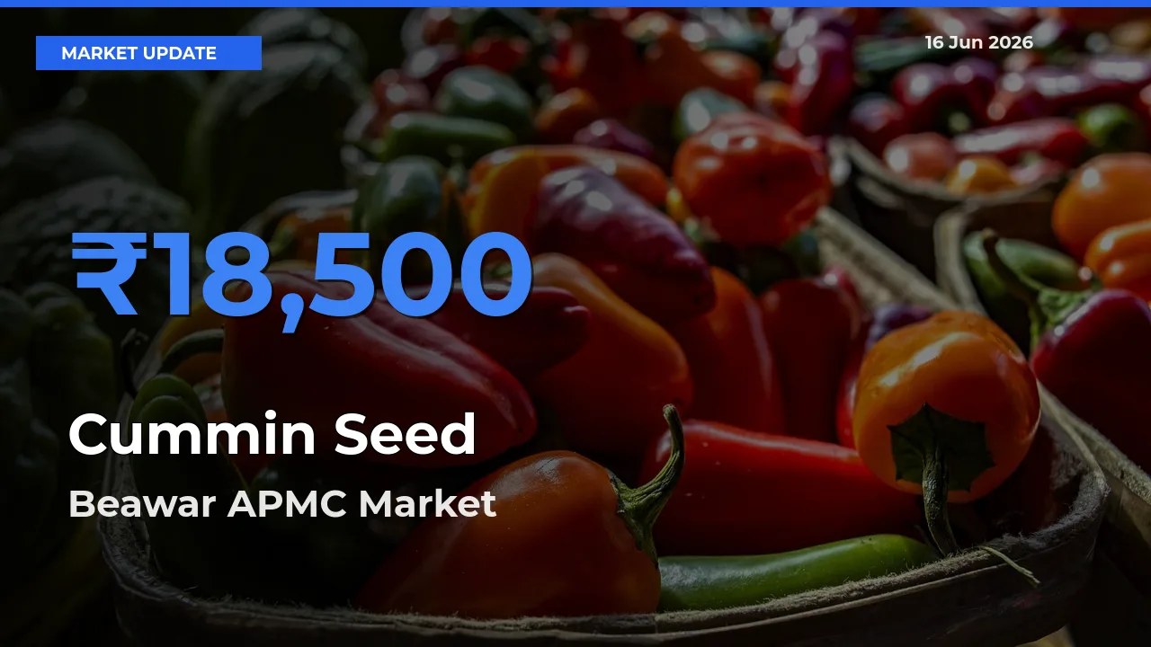 Cummin Seed Mandi Rate Today: Beawar APMC Tops the List