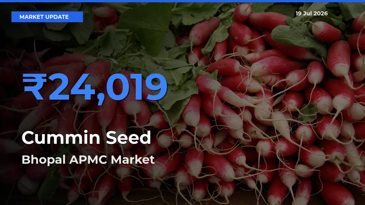 Bhopal APMC Records Highest ₹24,019 Rate for Cummin Seed