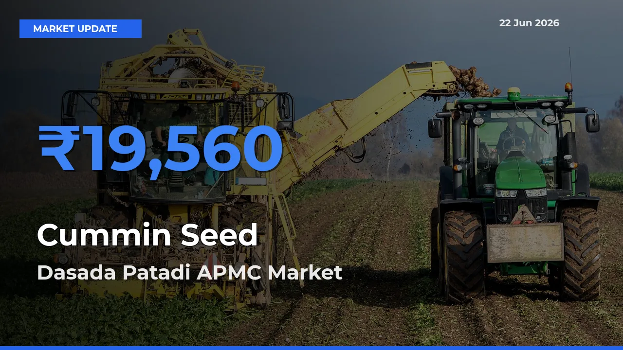 Dasada Patadi APMC Tops Cummin Seed Mandi Rates Today
