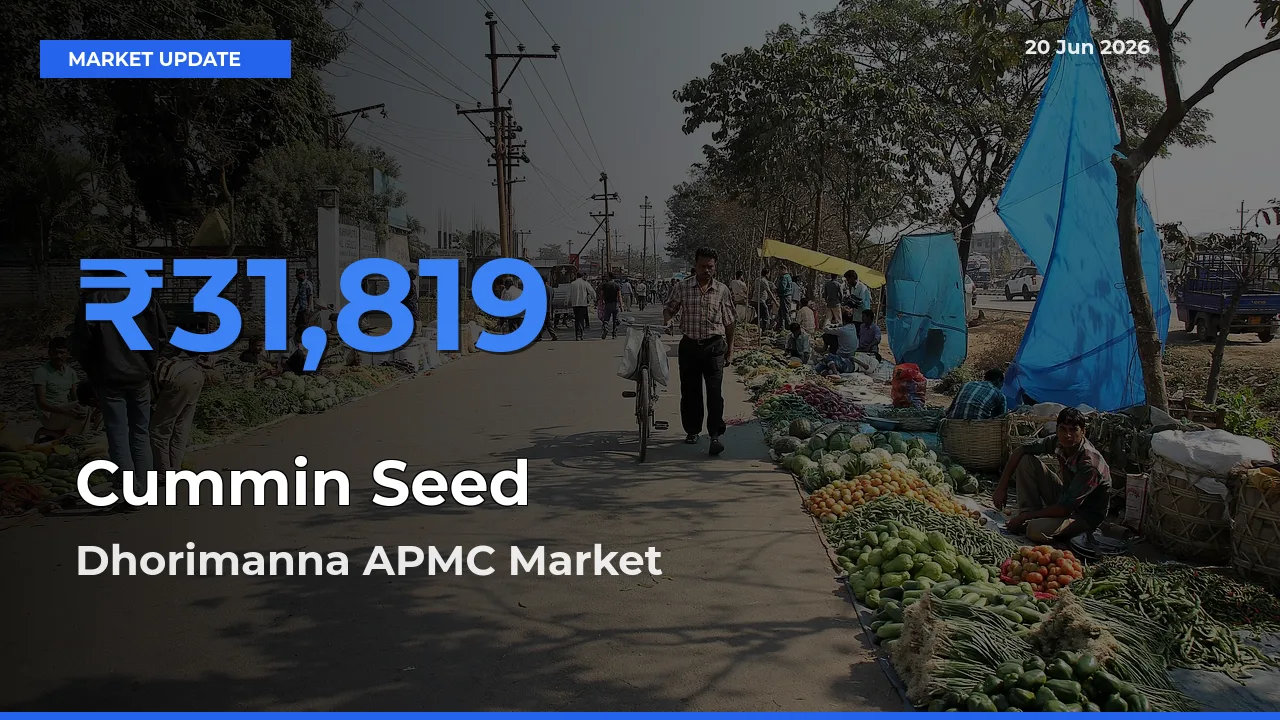 Farmers Prefer Dhorimanna APMC as Cummin Seed Hits Highest Rate
