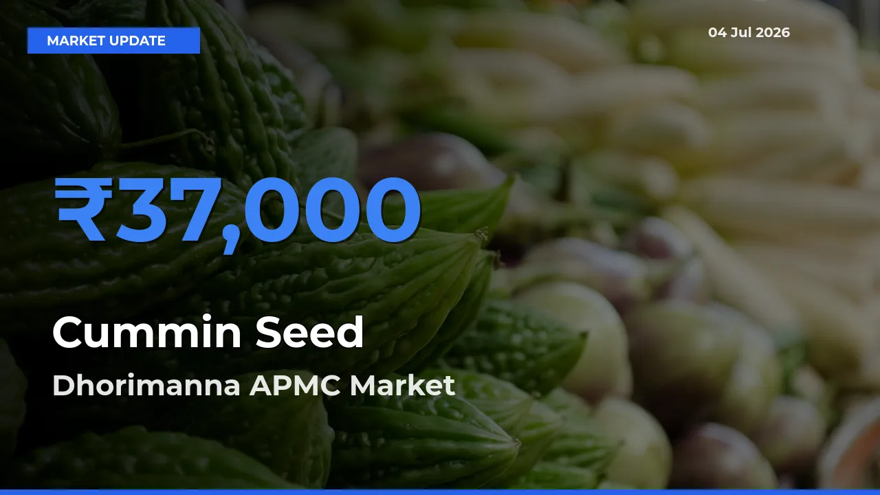 Market Watch: Dhorimanna APMC Becomes Top Mandi for Cummin Seed