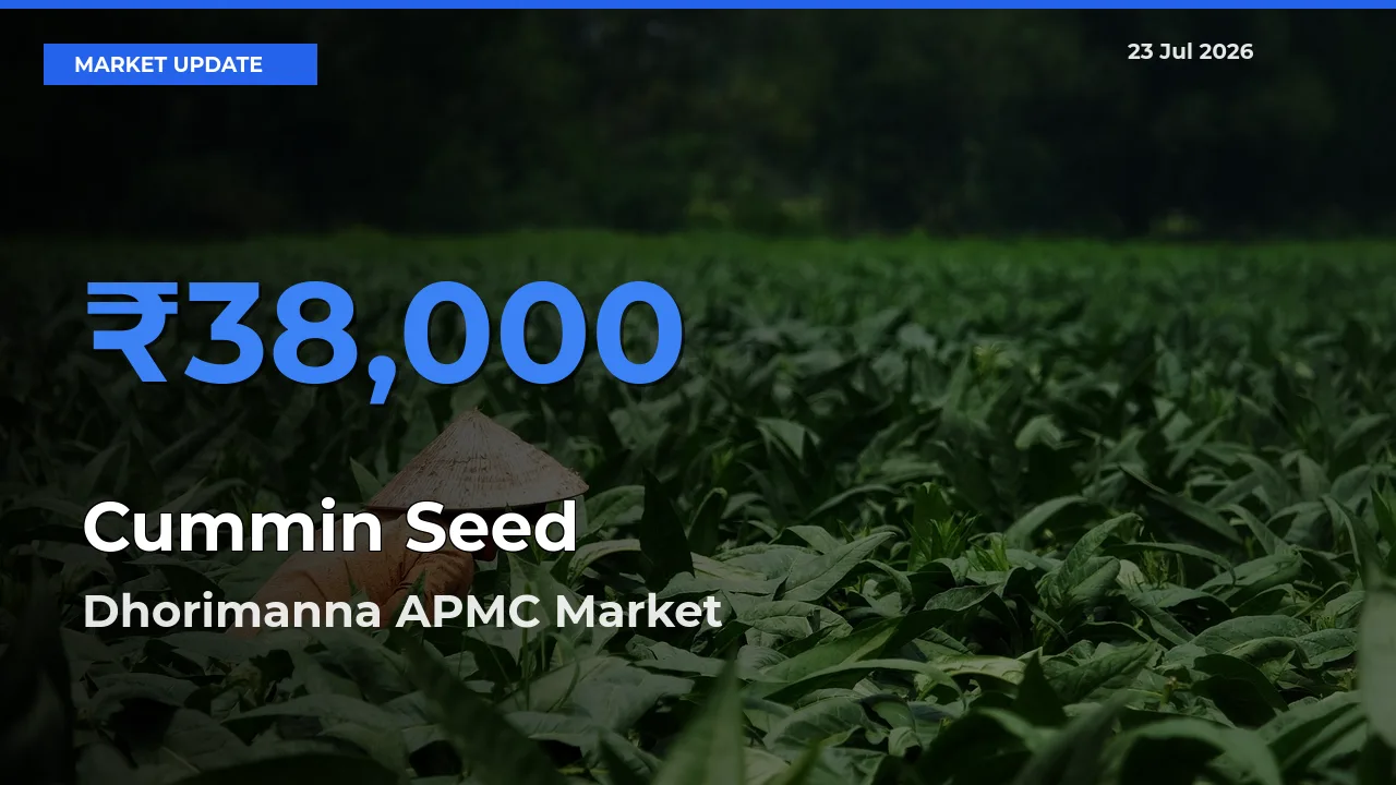 Top Performer! Dhorimanna APMC Offers Best Cummin Seed Price Today