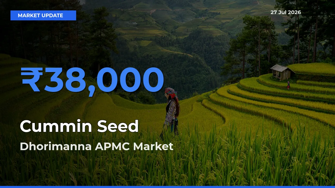 Dhorimanna APMC, Barmer, Rajasthan Emerges as Top Mandi for Cummin Seed Prices Today
