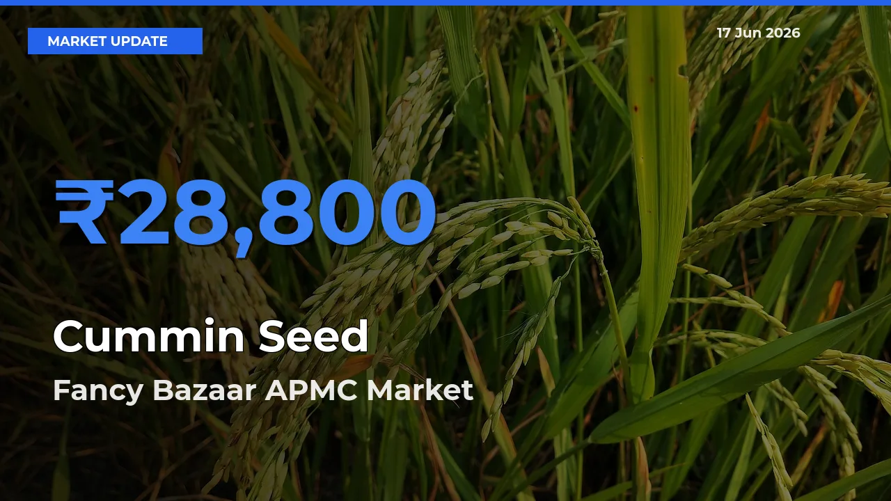 Market Watch: Fancy Bazaar APMC Becomes Top Mandi for Cummin Seed