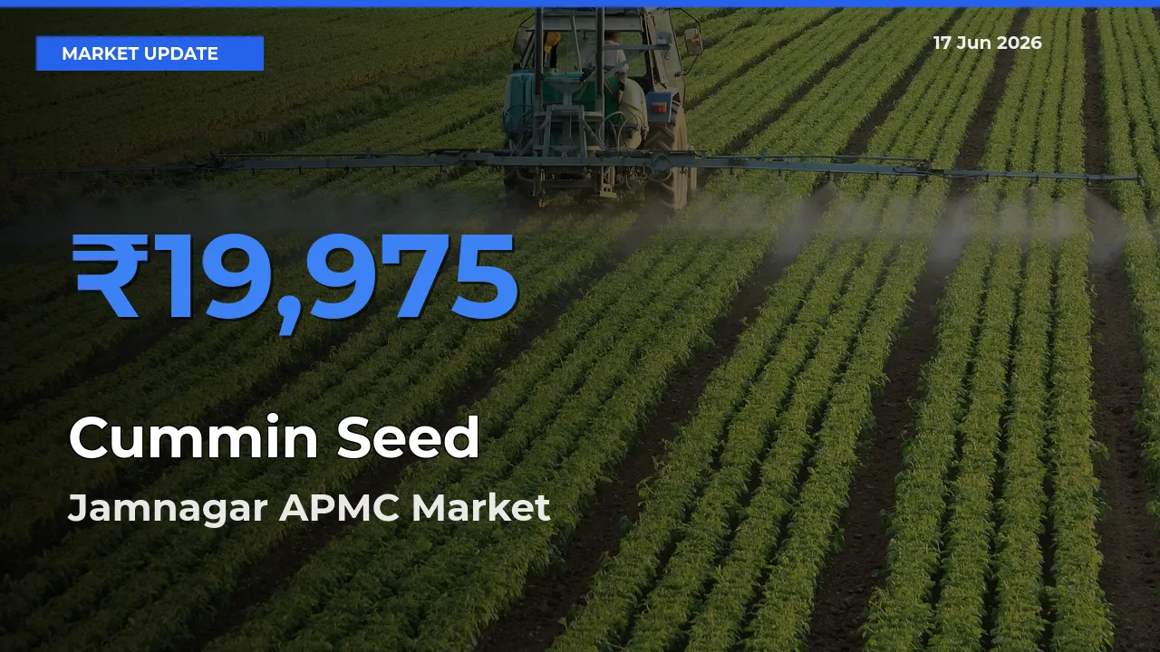Jamnagar APMC Records Highest ₹19,975 Rate for Cummin Seed