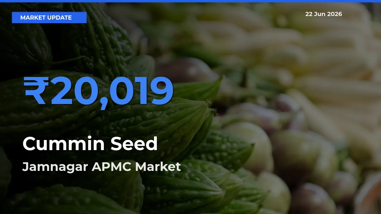 Jamnagar APMC Leads as Top Mandi for Cummin Seed Prices