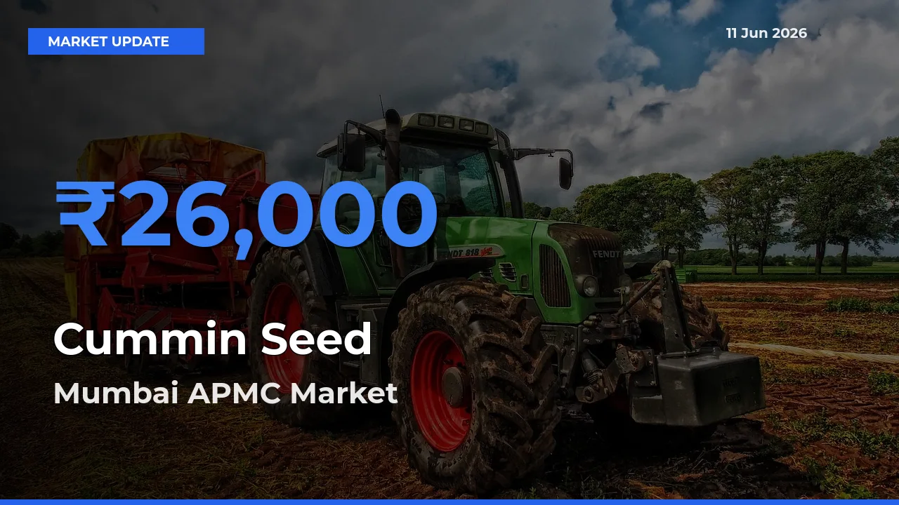 Mumbai APMC Offers ₹26,000 – Highest Cummin Seed Rate Today