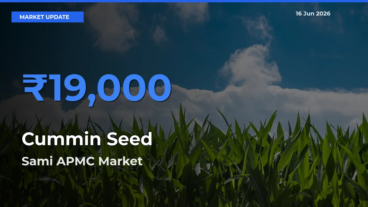 Sami APMC Emerges as Top Mandi for Cummin Seed Prices Today