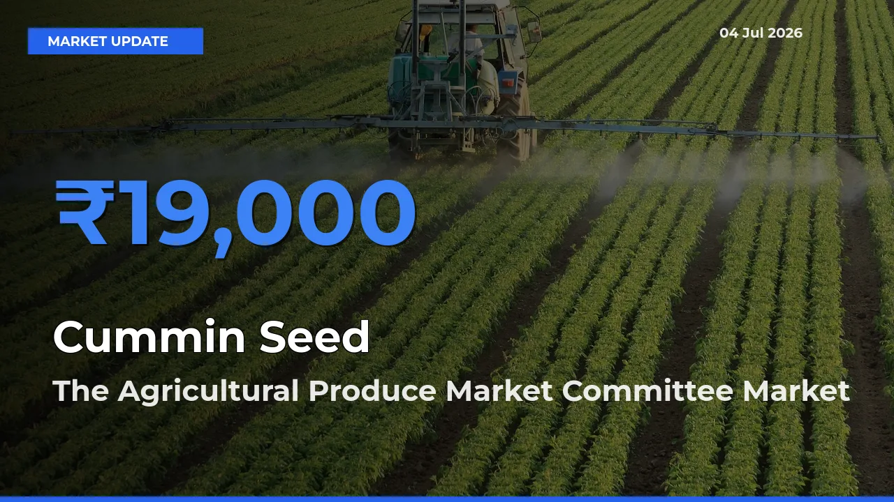 The Agricultural Produce Market Committee Tops Cummin Seed Mandi Rates Today