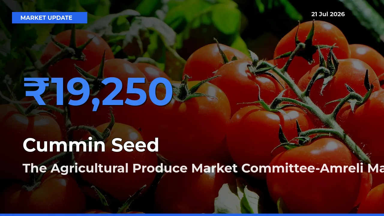 The Agricultural Produce Market Committee-Amreli Tops Cummin Seed Rates – July 21 Market Update