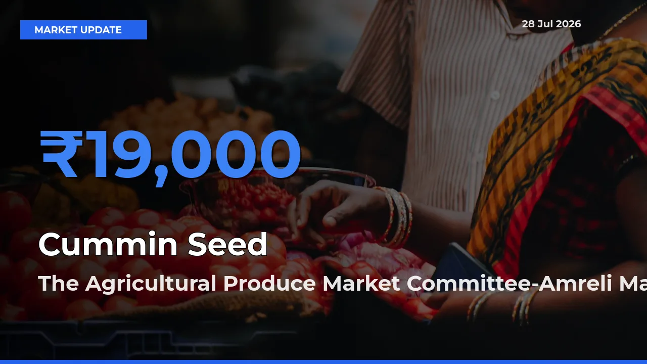The Agricultural Produce Market Committee-Amreli, Gujarat Tops Cummin Seed Mandi Rates Today