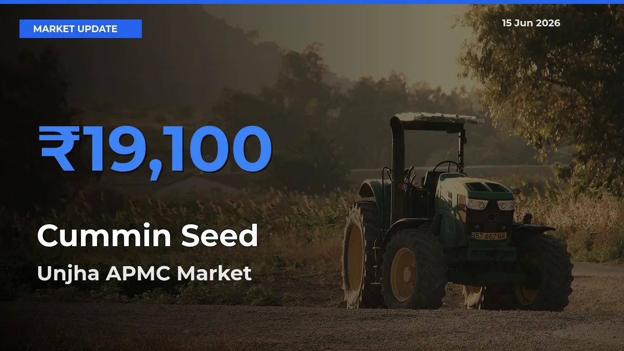 Unjha APMC Emerges as Top Mandi for Cummin Seed Prices Today