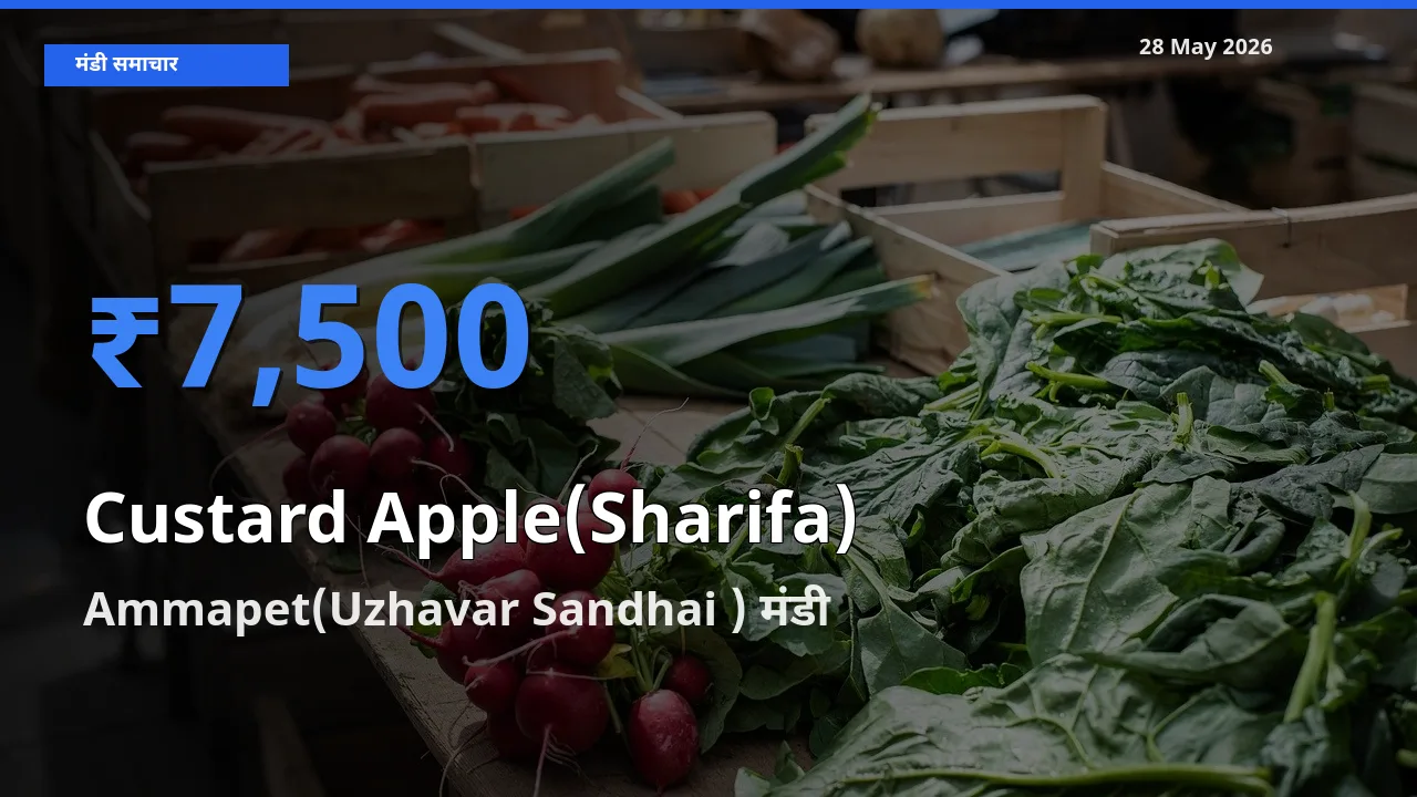 28 May अपडेट: शरीफा के सबसे ऊँचे दाम Ammapet(Uzhavar Sandhai ) मंडी में