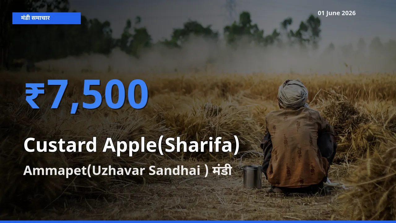 टॉप मंडी बना Ammapet(Uzhavar Sandhai )! शरीफा के सबसे ऊँचे दाम यहीं दर्ज