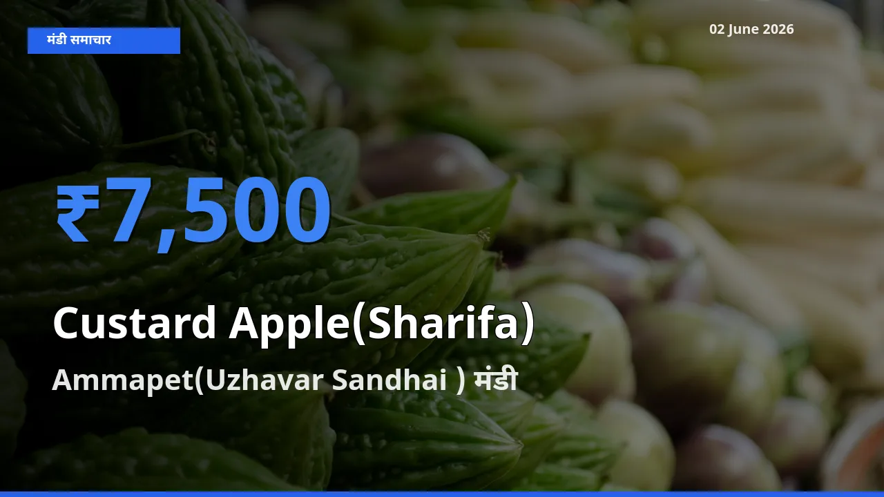 Ammapet(Uzhavar Sandhai ) मंडी में आज शरीफा के सबसे ऊँचे दाम दर्ज