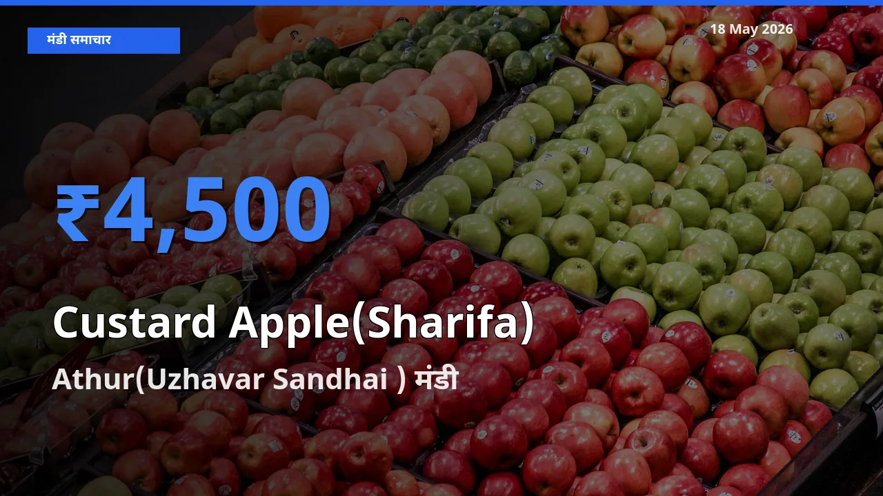 Athur(Uzhavar Sandhai ) मंडी में शरीफा ₹4,500 पर पहुँचा – आज का सर्वोच्च भाव