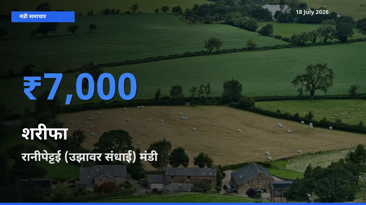 18 July अपडेट: शरीफा के सबसे ऊँचे दाम रानीपेट्टई (उझावर संधाई) मंडी में