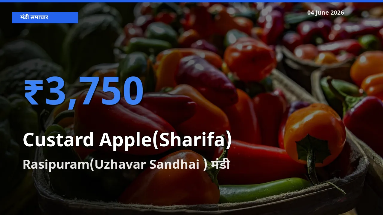 आज का मंडी भाव: शरीफा के सबसे ज़्यादा दाम Rasipuram(Uzhavar Sandhai ) में